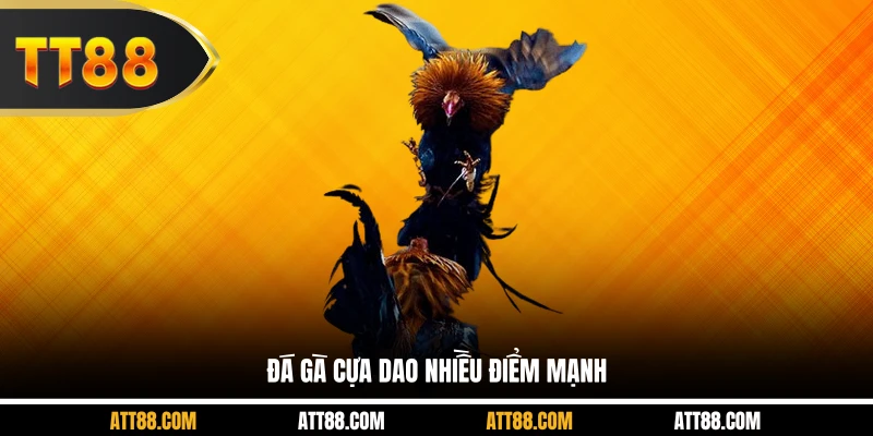 Đá gà cựa dao nhiều điểm mạnh 